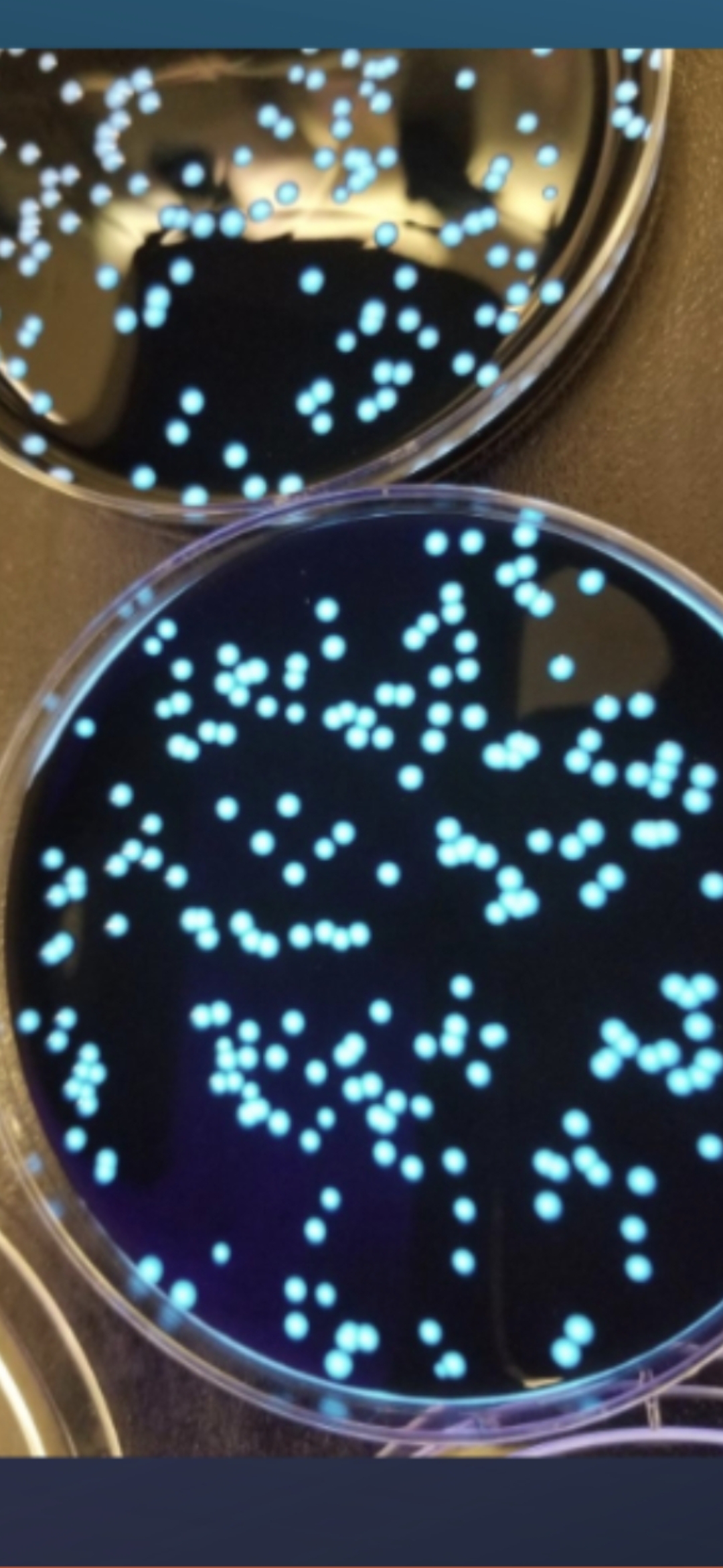 asmis-kamazin-soferi