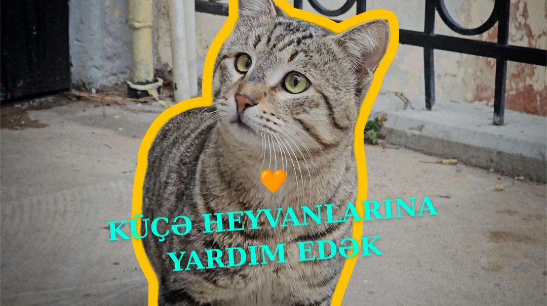 Balaca dostlarımızı birlikdə qoruyaq